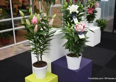 Als aller eerste plant van Van den Bos Flowerbulbs laat de Freesiaman van het bedrijf de Rose lily Nora zien. Deze heeft een genetica die écht geschikt is voor de pot en gelijk de eerste in de roselily serie. Het maatje dat we hier zien is hoe groot ze worden zonder remregulatoren te gebruiken.